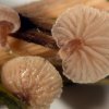 Melanotus phillipsii, Seggen-Muschelfüßchen